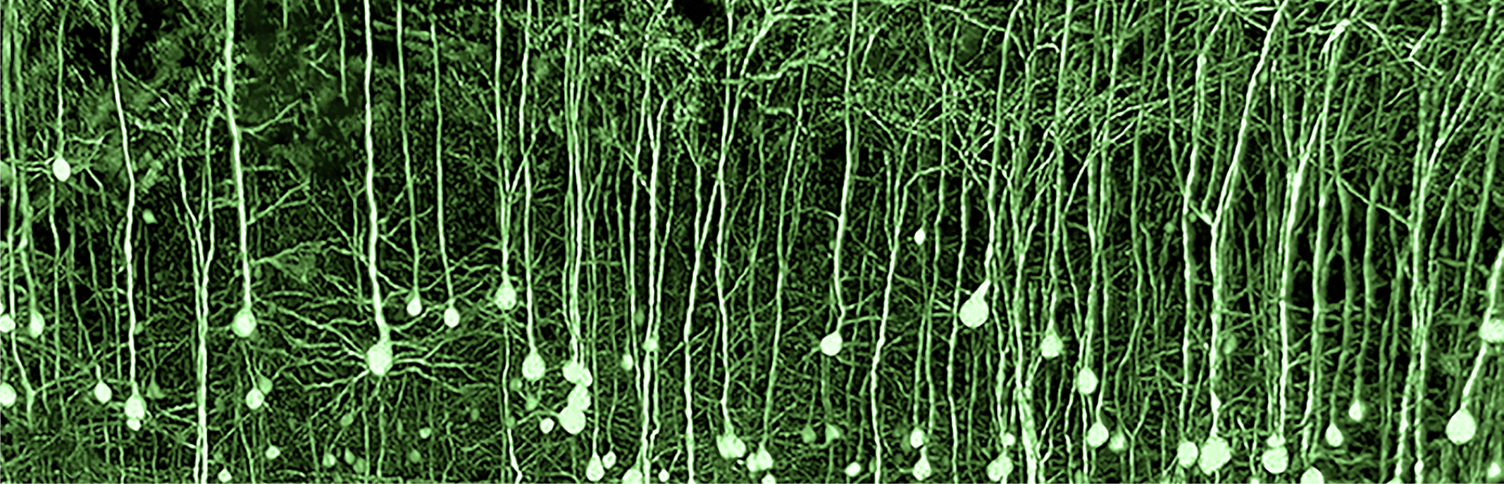 NovoDeblur title image